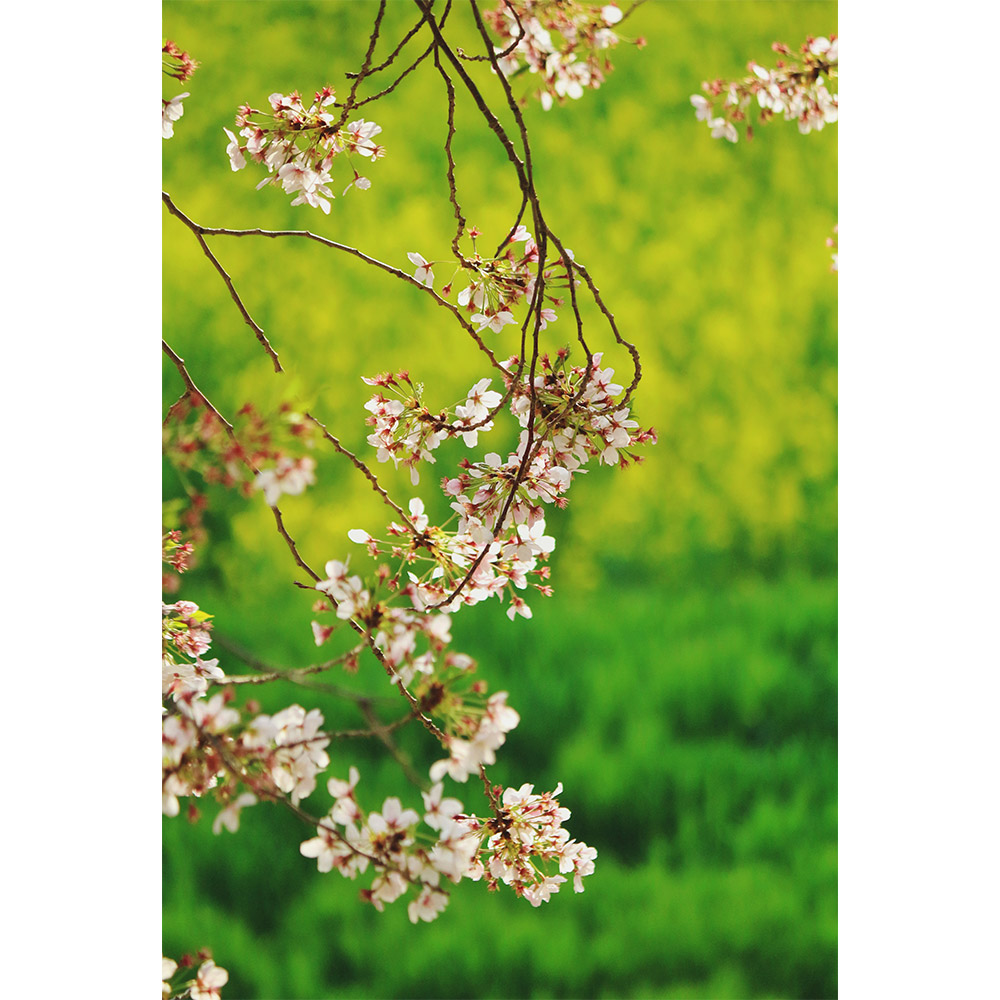 フローラ 春 花の写真 ジグソーパズル 1000ピース
