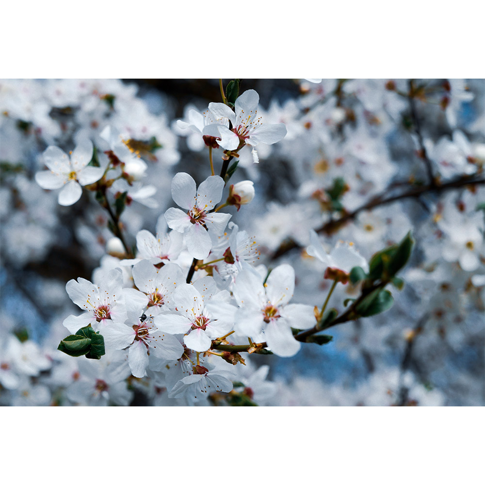 フローラ 花びら 桜の花 ジグソーパズル 1000ピース